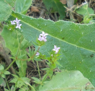 Sherardia arvensis